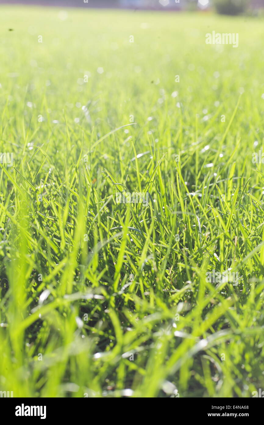 Perfekten grünen Rasen Textur Stockfoto