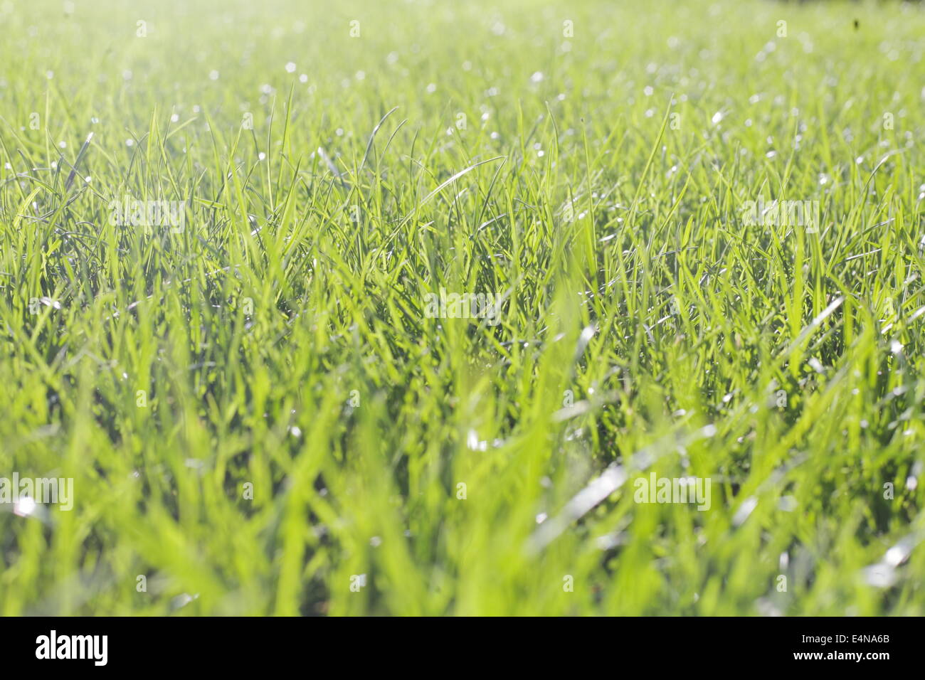 Perfekten grünen Rasen Textur Stockfoto
