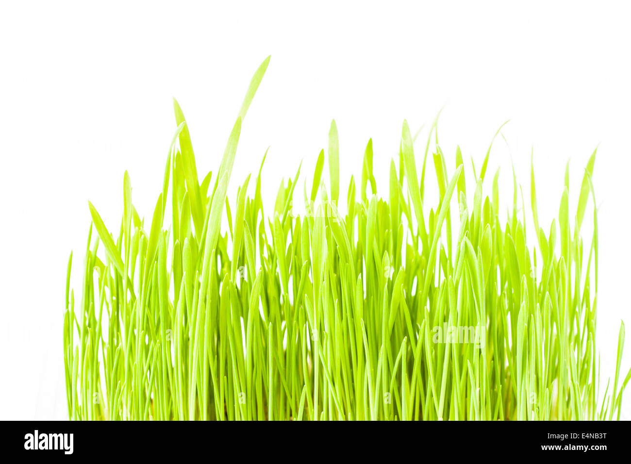 frisches Frühlingsgrün Rasen Stockfoto