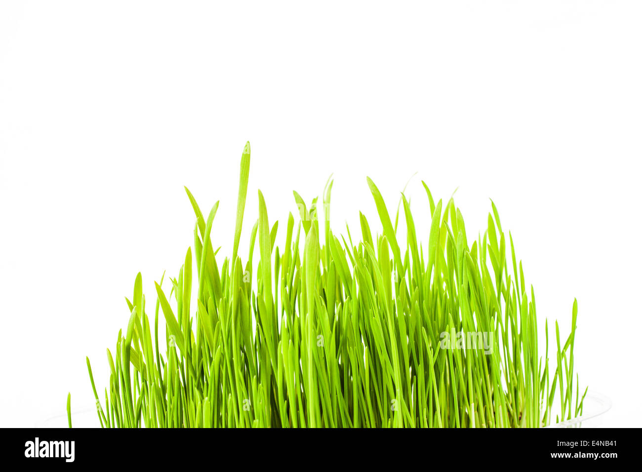 frisches Frühlingsgrün Rasen Stockfoto