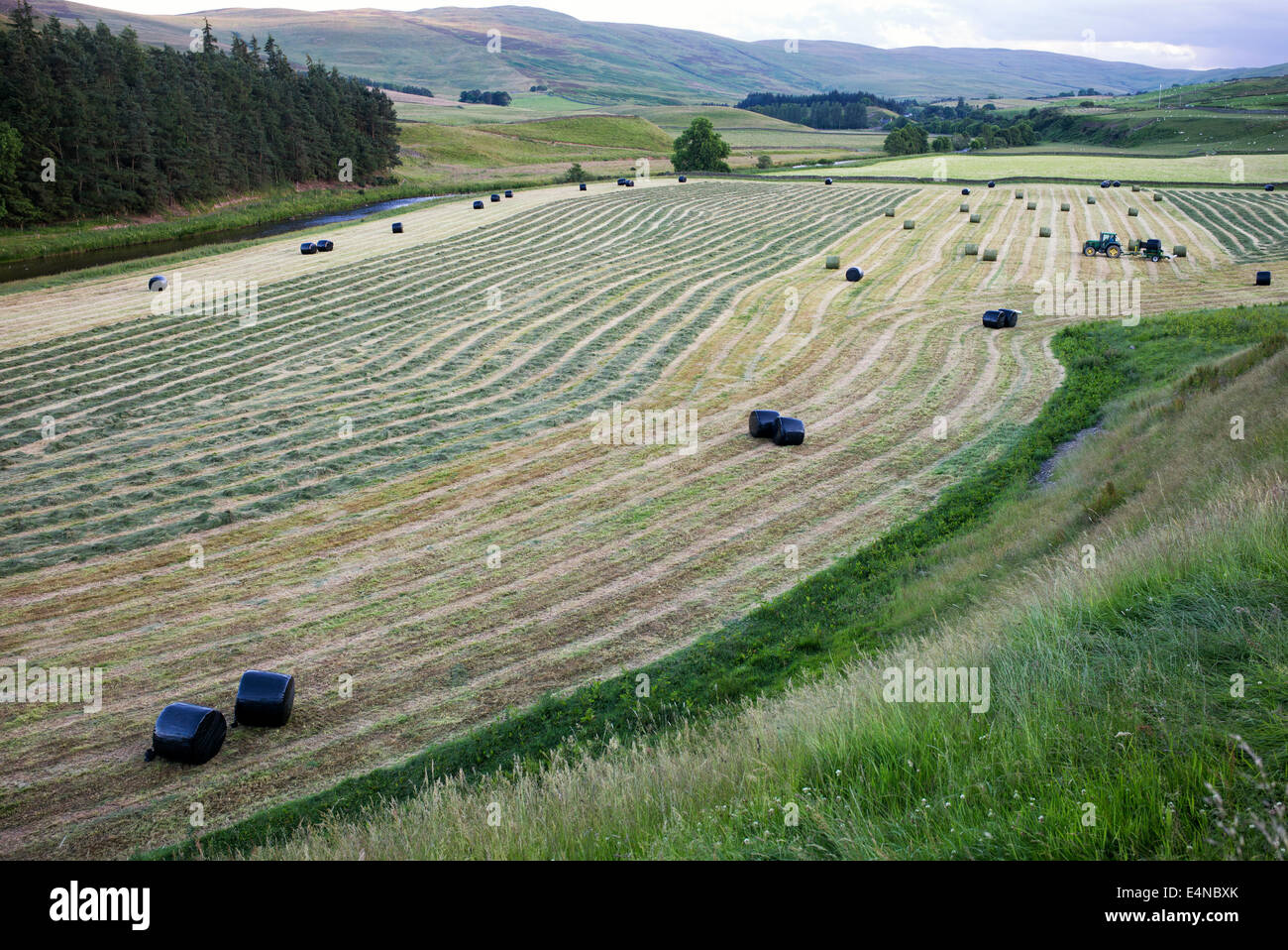 Traktor Mähen für Winter Heu in den Scottish Borders zu sammeln. Schottland Stockfoto