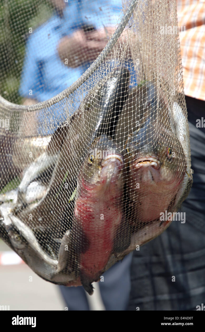 Große Fische im Netz Stockfoto