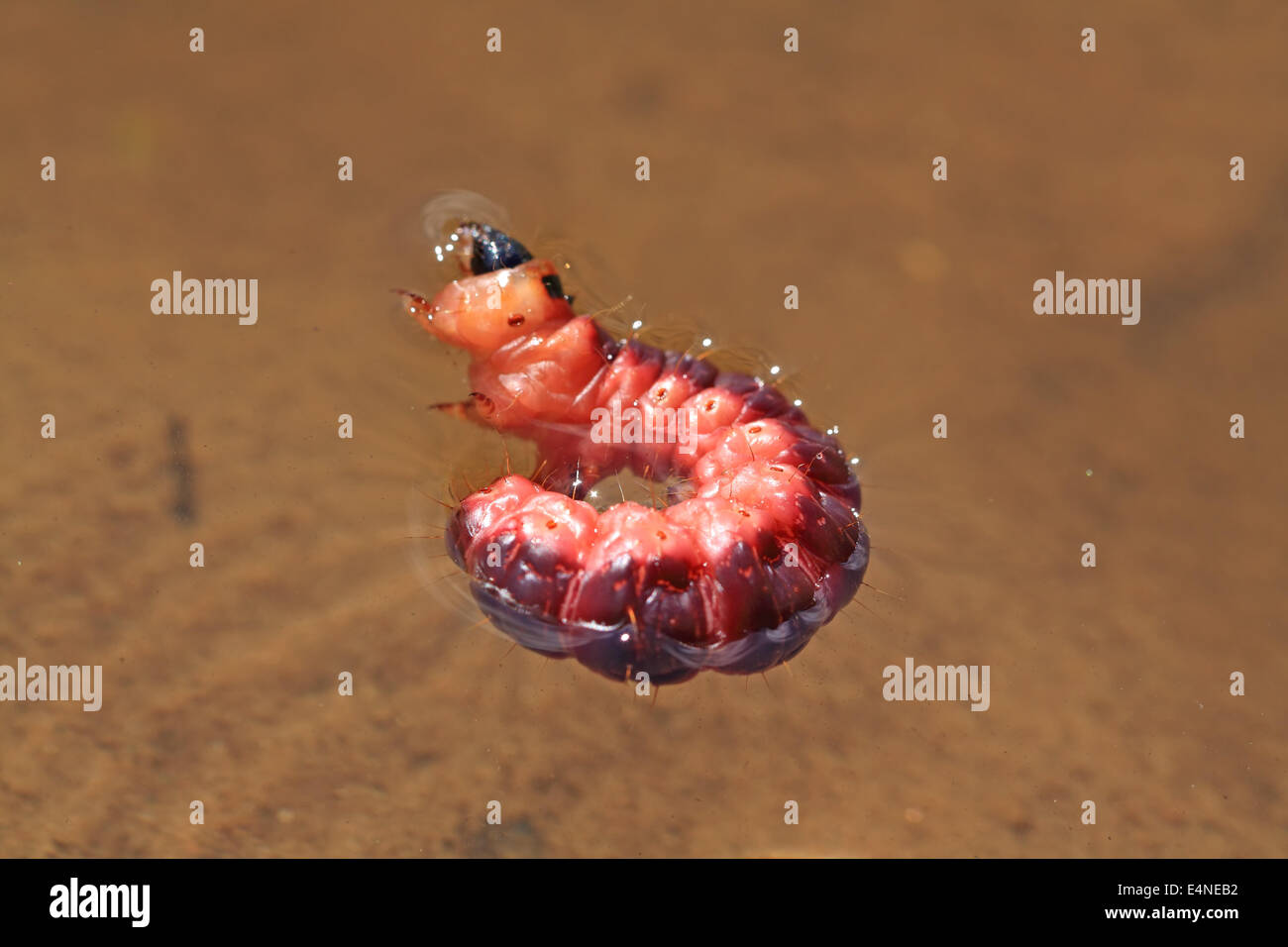 rote Raupe im gelben Wasser Stockfoto