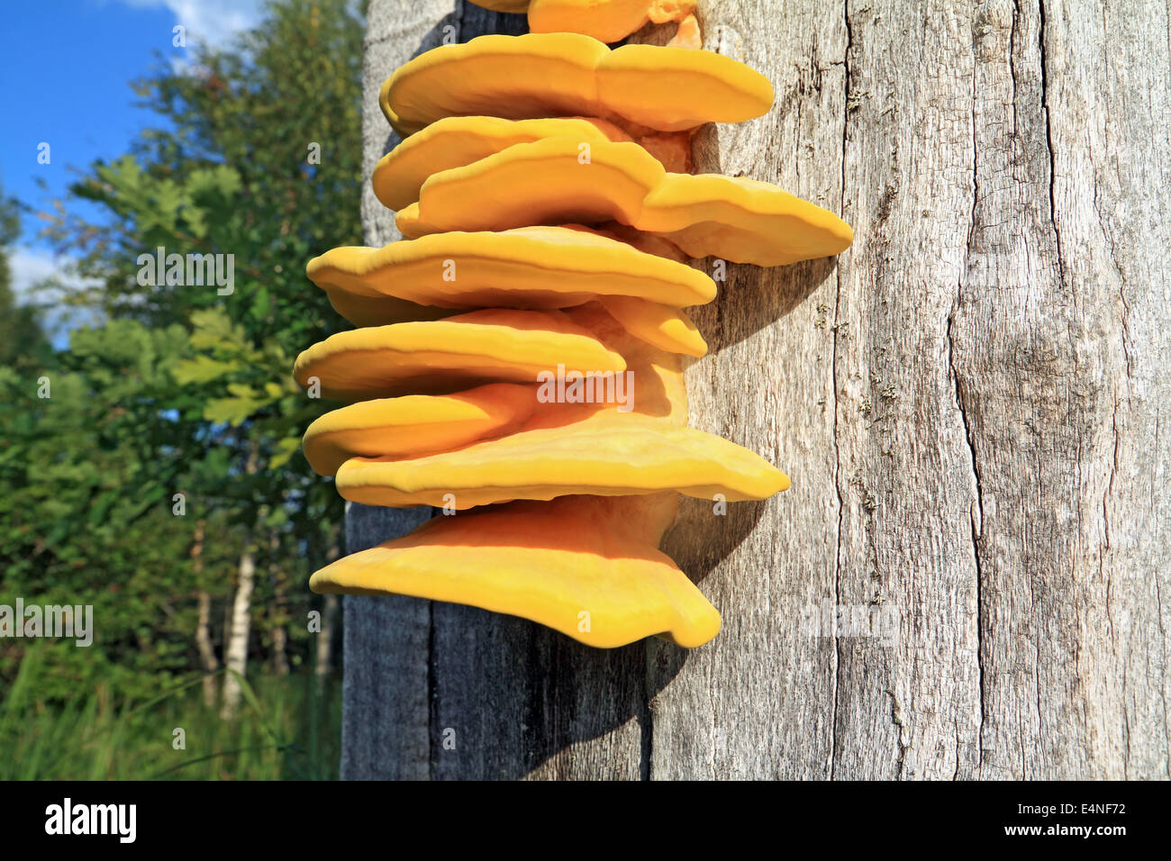 gelbe Pilze auf trockenen Baum Stockfoto