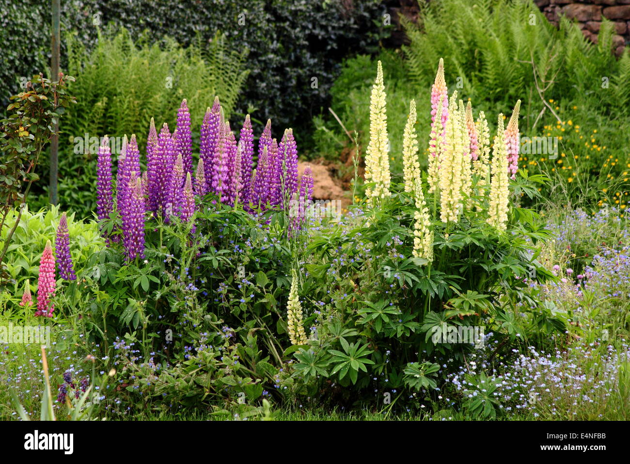 Lupinen blühen im Sommer in einer Gartenblume. Lupinus. UK. Farbenfrohe Gartenkante Stockfoto