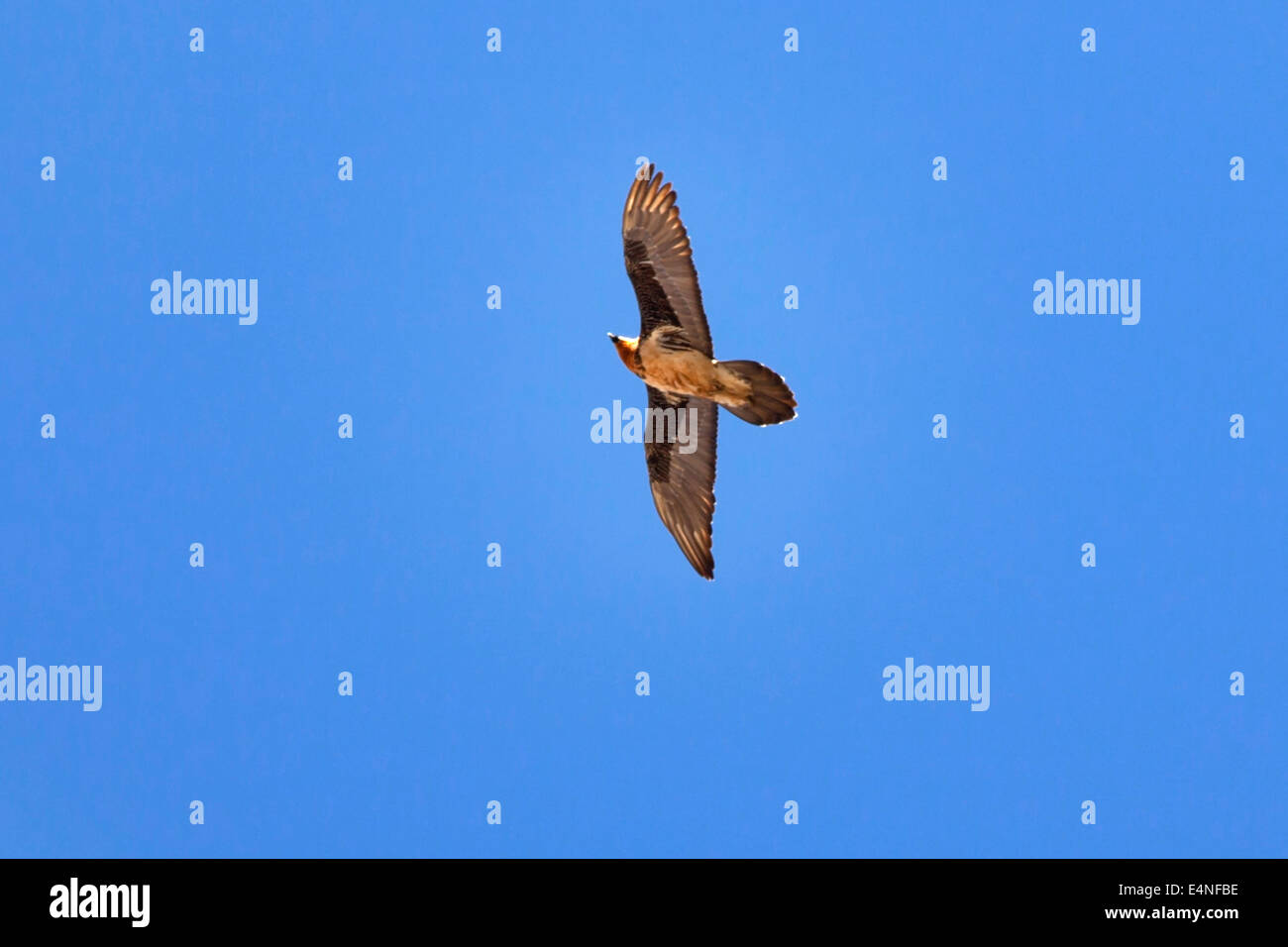 Fliegende Geier, Annapurna Circuit, Himalaya, Nepal Stockfotografie - Alamy