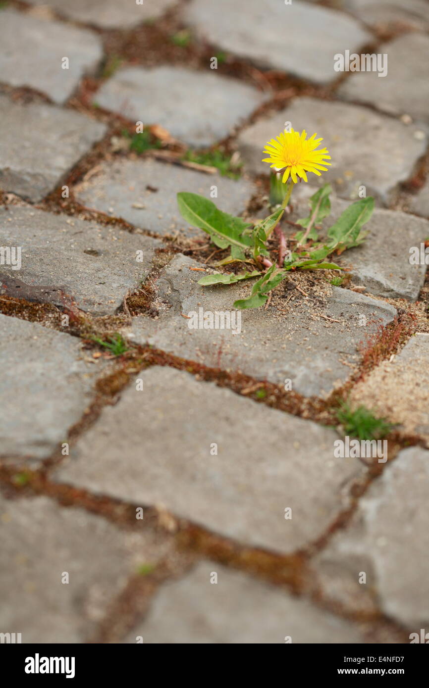 Löwenzahn - Taraxacum officinalis Stockfoto