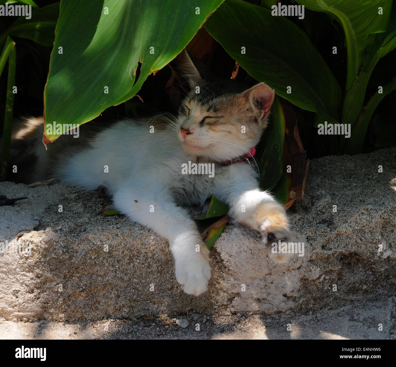 Griechischen Katze ruht im Schatten auf der Wand in der Altstadt von Rhodos, Griechenland Stockfoto