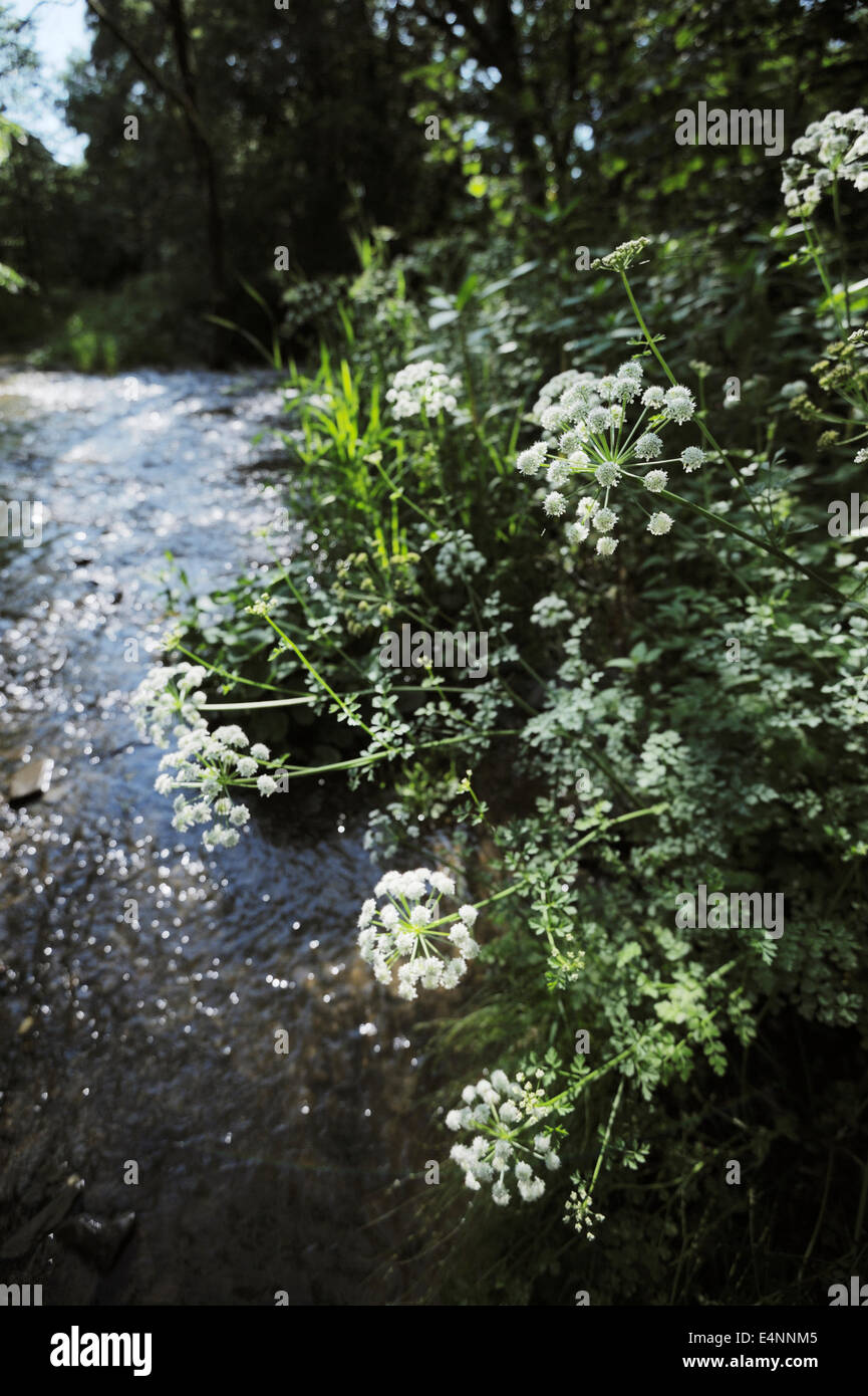 Oenanthe Crocata, Hemlock Wasser asiatische, eine sehr giftige Pflanze wächst entlang eines Flusses in Wales, UK. Stockfoto