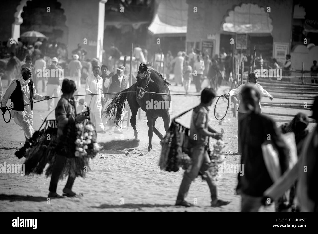 Unkontrollierbare Pferd Pushkar Festival Stockfoto