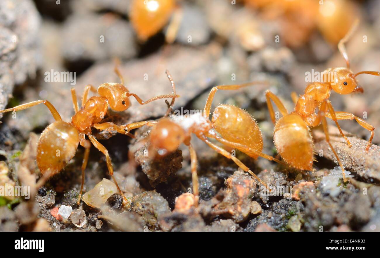 Gelben Sie Ameisen (Lasius Flavus) in Ameisenhaufen, extreme Makro erschossen. Stockfoto