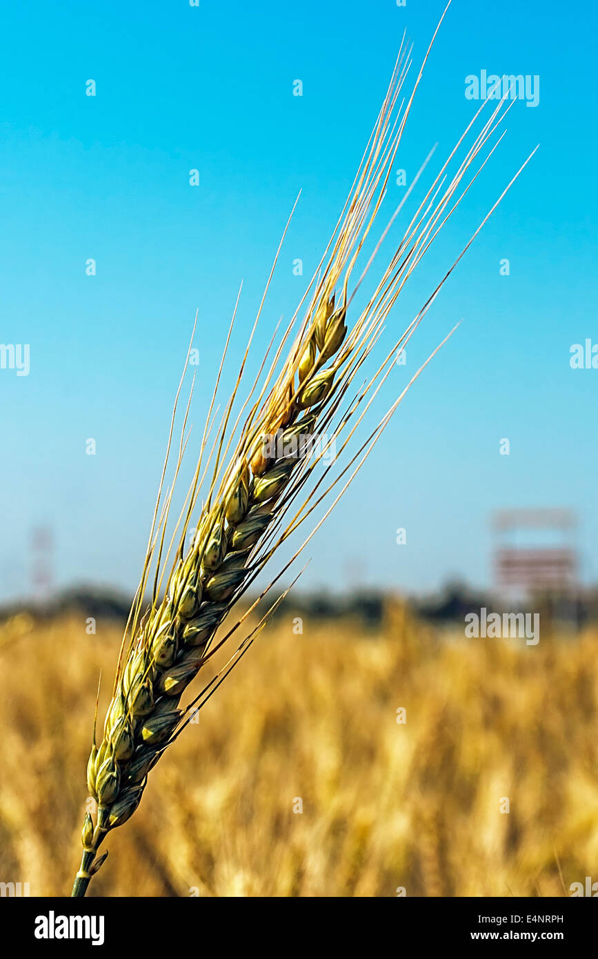Hintergrund mit Ähren auf einem Hintergrund des blauen Himmels. Stockfoto