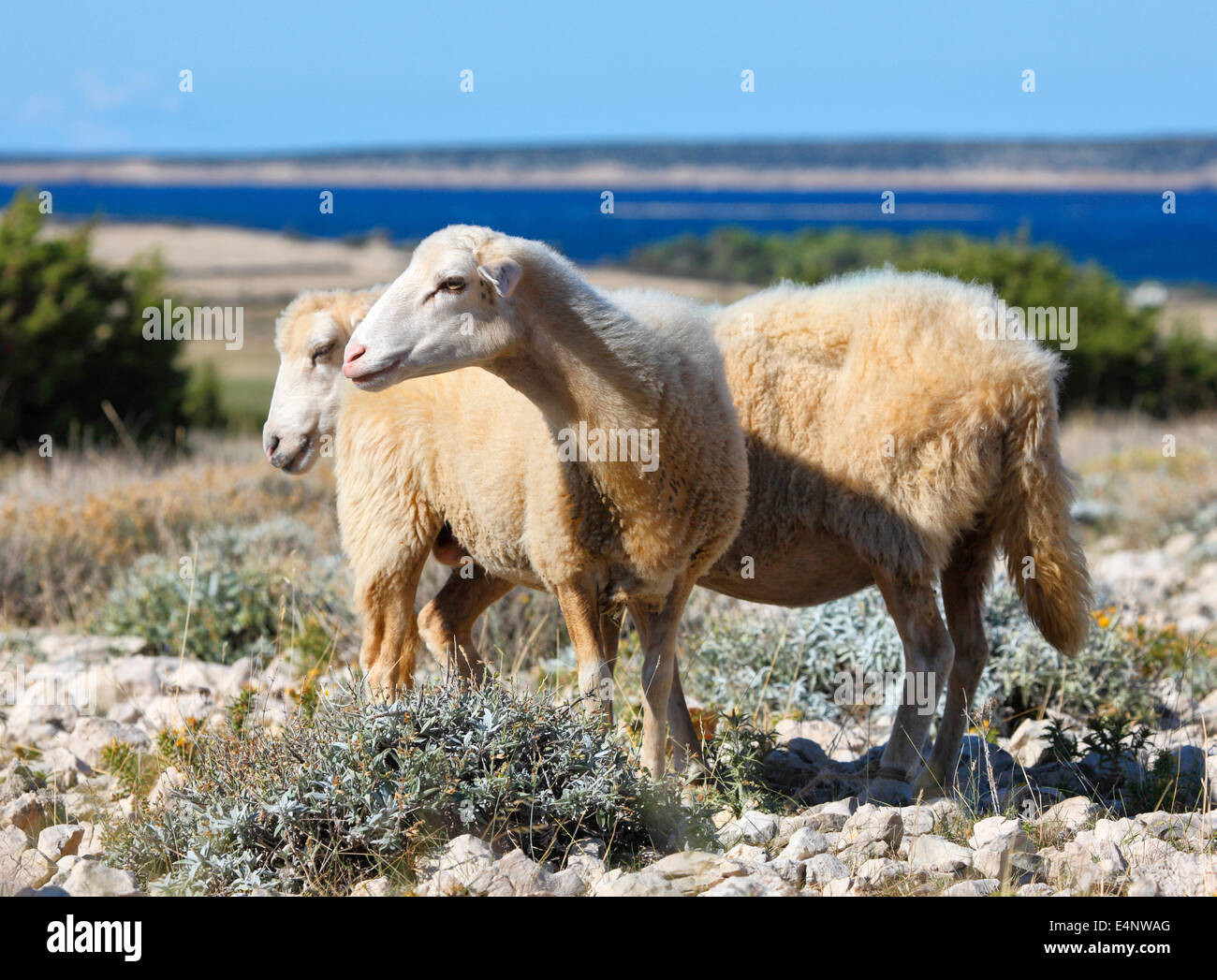 Schafe in Pag, Kroatien Stockfoto