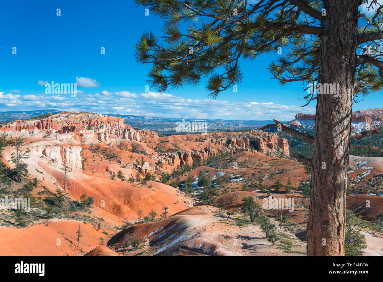 USA, Utah, Blick auf Kiefer in Bryce Canyon Stockfoto