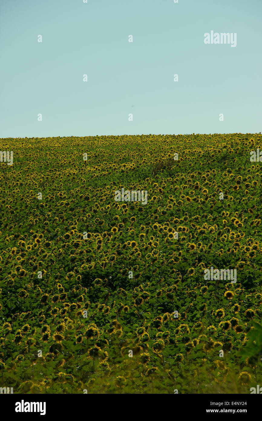 Sonnenblume wächst auf dem Feld während des Sommers in Süd-Brasilien Stockfoto