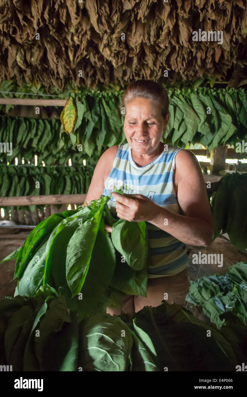 Frau bündeln Tabak zum Trocknen, Valle de Viñales, Pinar del Río Provinz, Kuba. Stockfoto