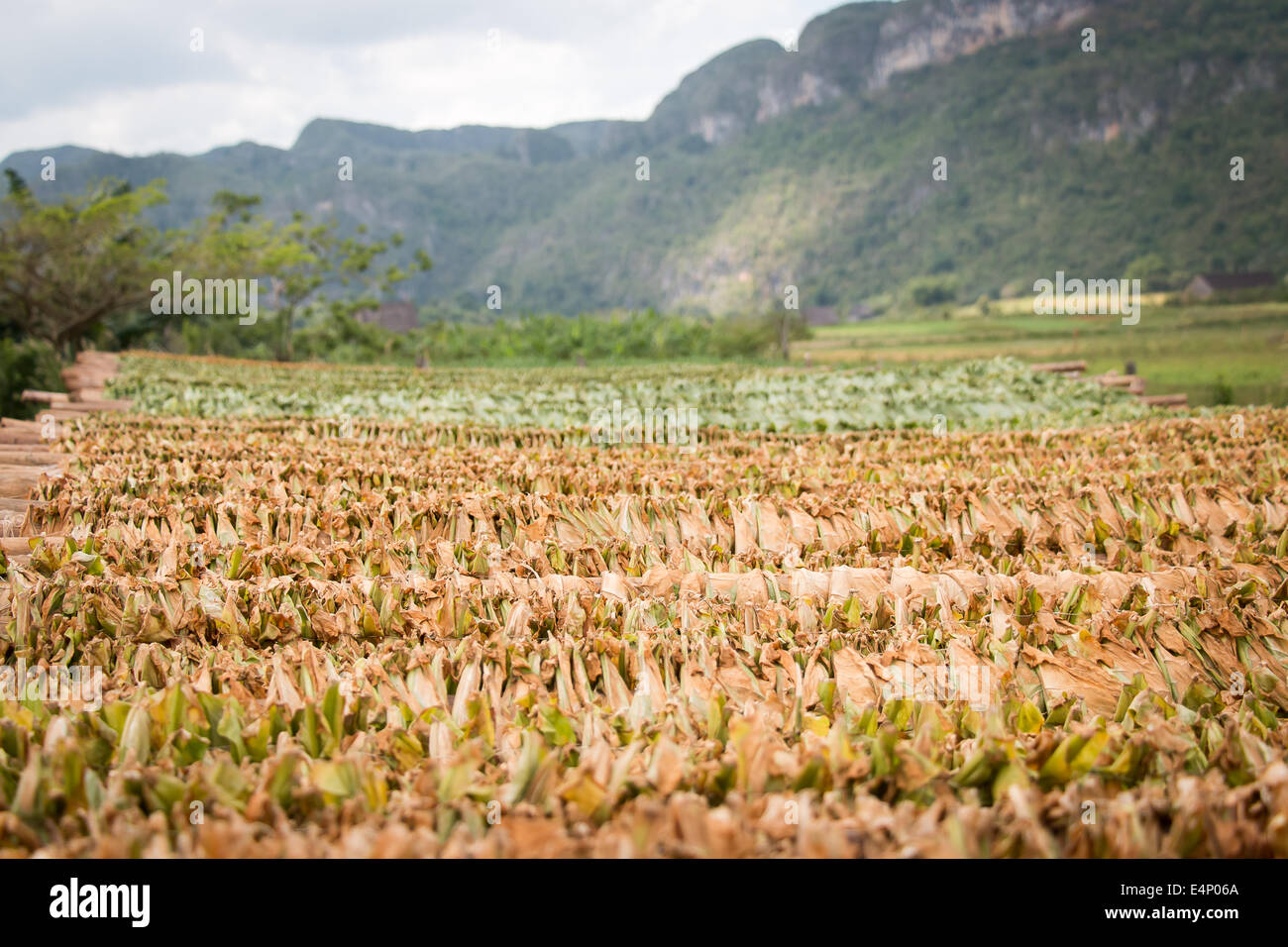 Trocknen von Tabak, Valle de Viñales, Provinz Pinar del Río, Kuba. Stockfoto