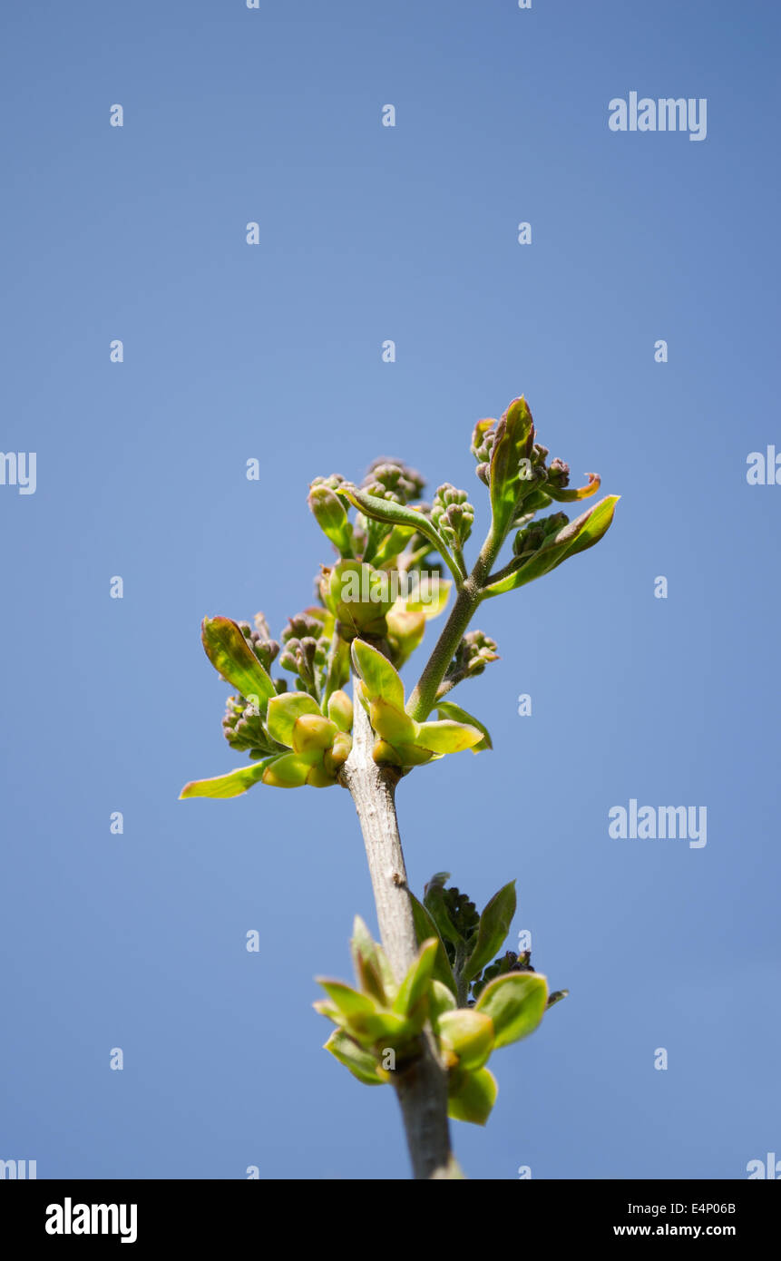 dekorative Gartenpflanze Zweige jedes grüne Blätter und Knospen im Frühling Stockfoto