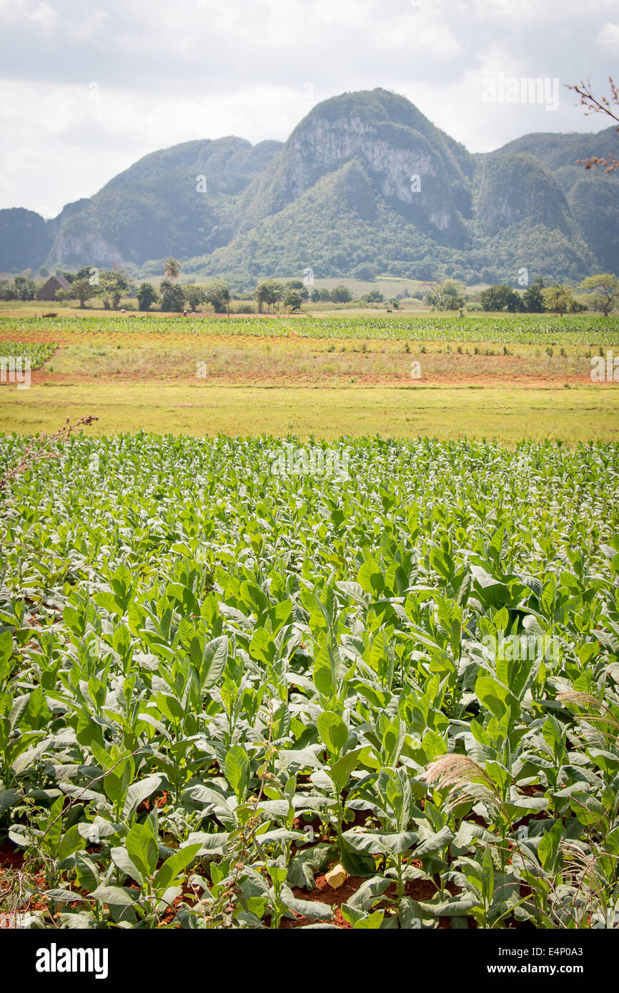 Bereich der Tabakpflanzen, Valle de Viñales, Pinar del Río Provinz, Kuba. Stockfoto