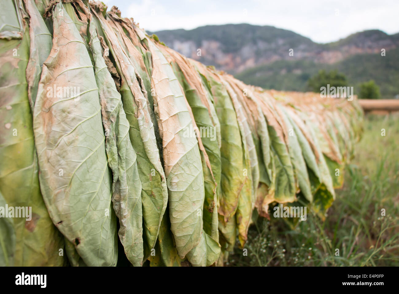Trocknen von Tabak, Valle de Viñales, Provinz Pinar del Río, Kuba. Stockfoto