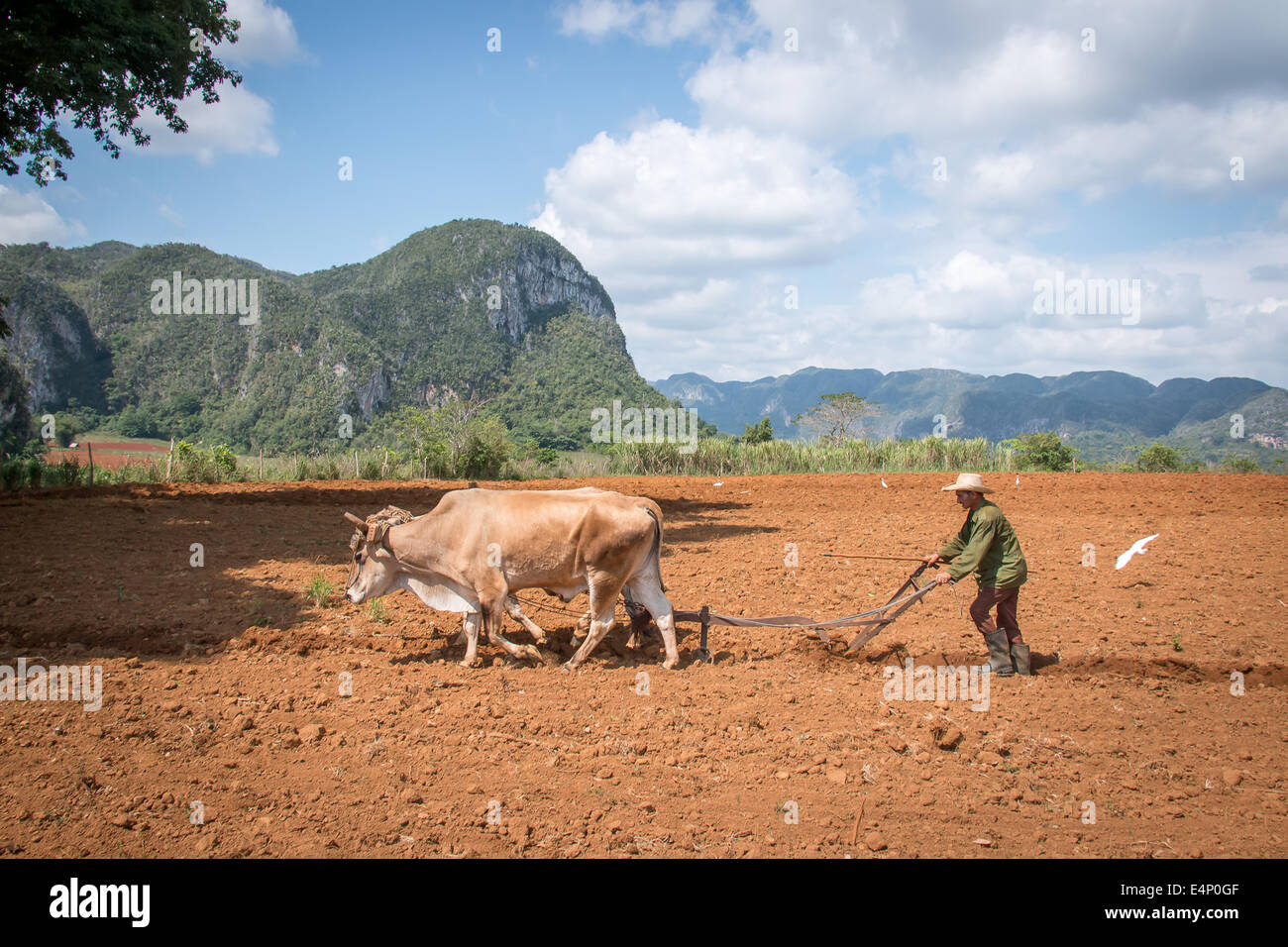 Mann mit Ochsen pflügen Tabakfeld, Valle de Viñales, Pinar del Río Provinz, Kuba. Stockfoto