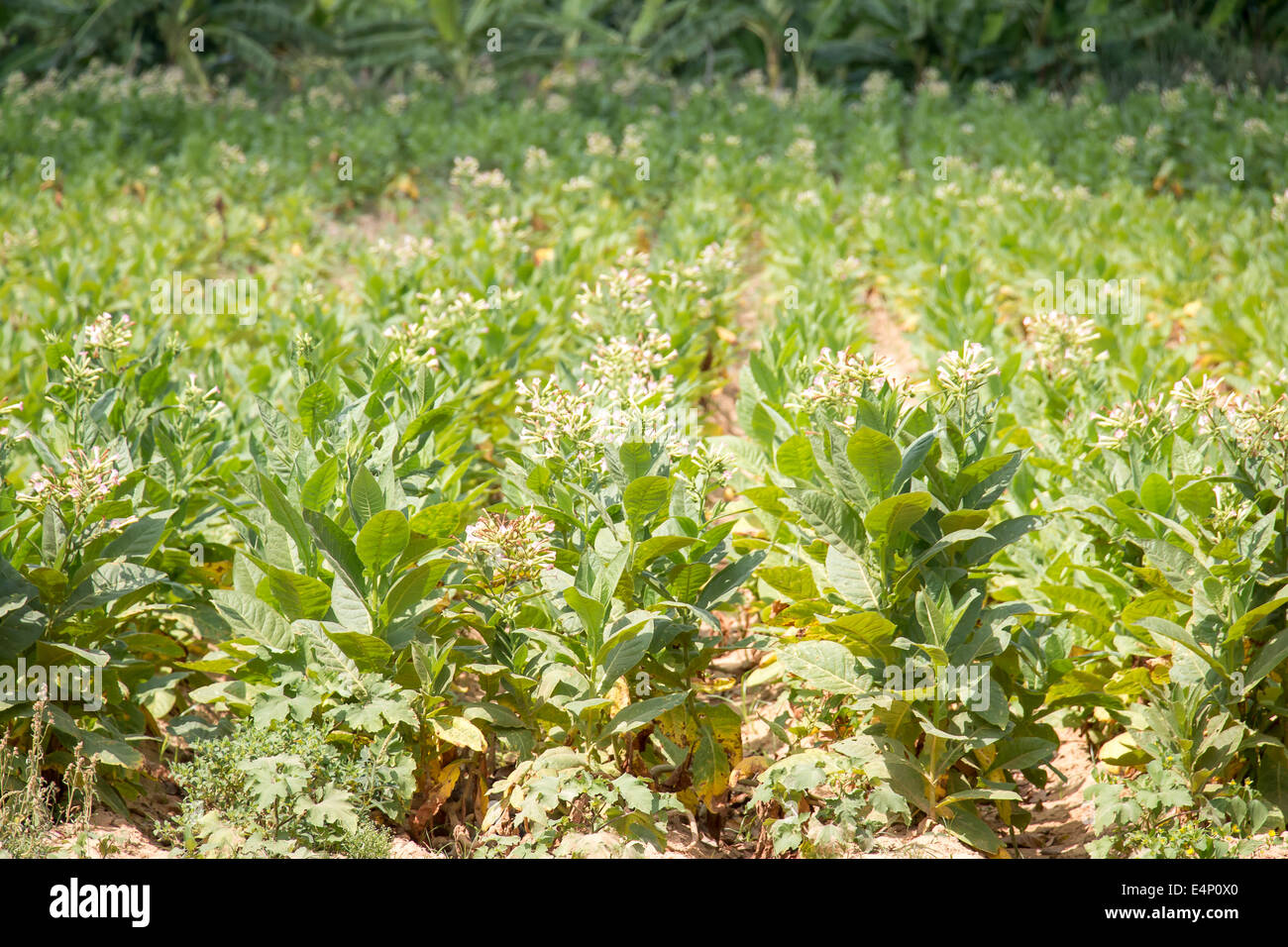 Blühende Tabakpflanzen, Valle de Viñales, Provinz Pinar del Río, Kuba. Stockfoto