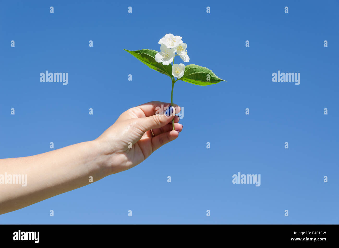kleine weiße Jasmin Zweig in weiblicher Hand am blauen Himmelshintergrund Stockfoto