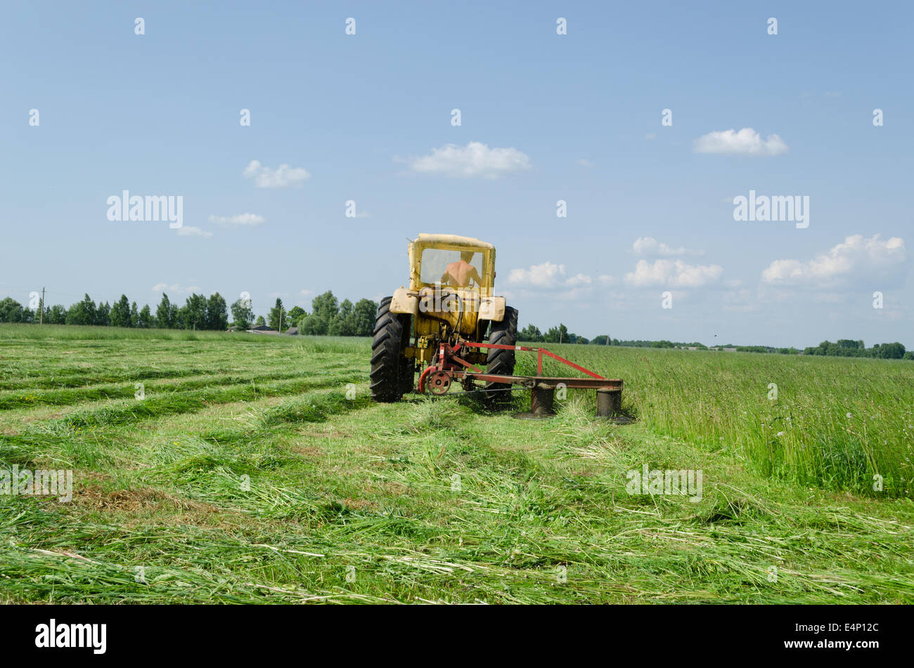 Traktor macht scharfe Kurve auf der Wiese und lässt gleichmäßig geschnitten Grasbüscheln Stockfoto