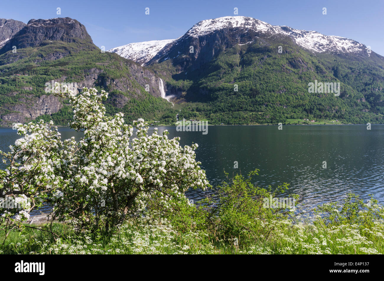 Apfelbluete, Lustrafjord, Glanz, Sogn Og Fjordane Fylke, Norwegen Stockfoto