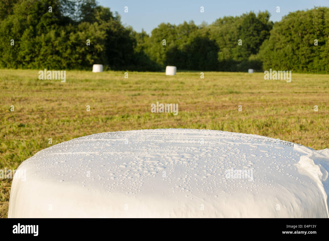 Polyäthylen eingewickelt Rasen Strohballen Heuhaufen Futter für die Tiere auf geernteten Wiese. Stockfoto