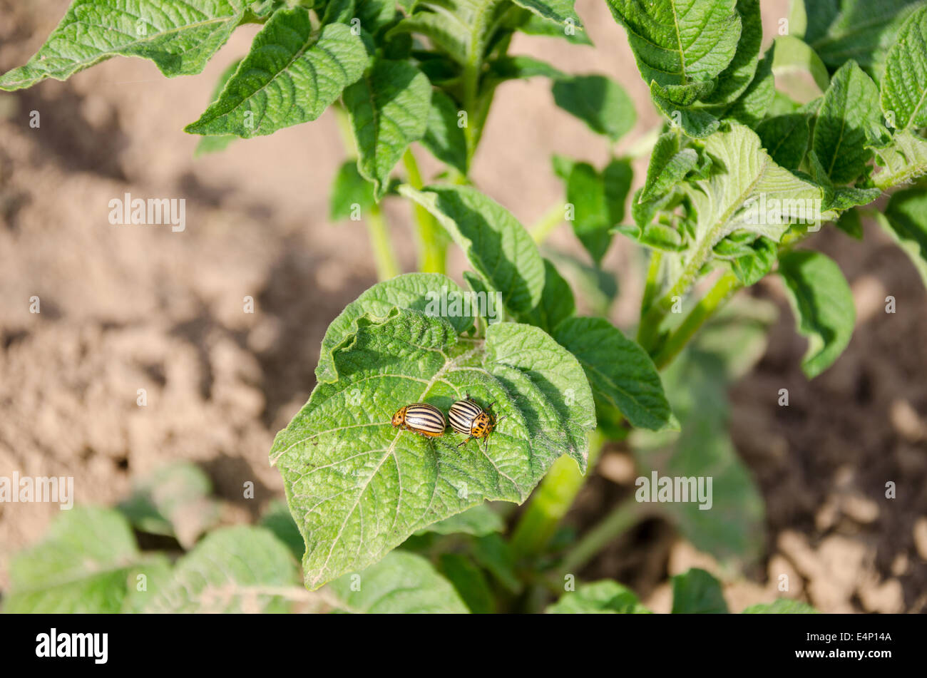 auf Kartoffel-Pflanzenblattes sitzen zwei gestreiften Colorado-Käfer. Gefahr Bedrohung für die Ernte. Stockfoto