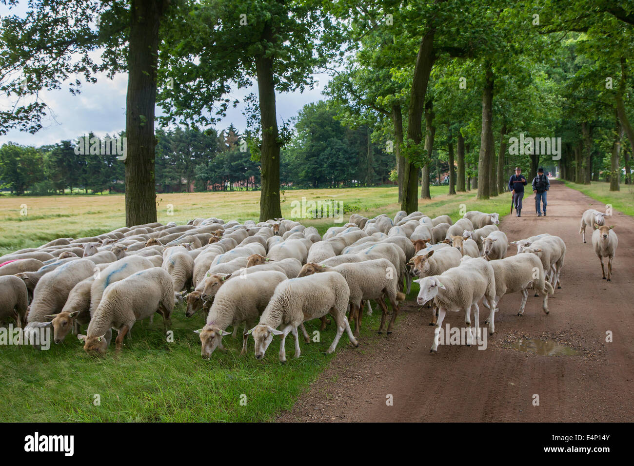 Zwei Hirten hüten weiße Schafherde auf Lane mit Bäumen gesäumt Stockfoto