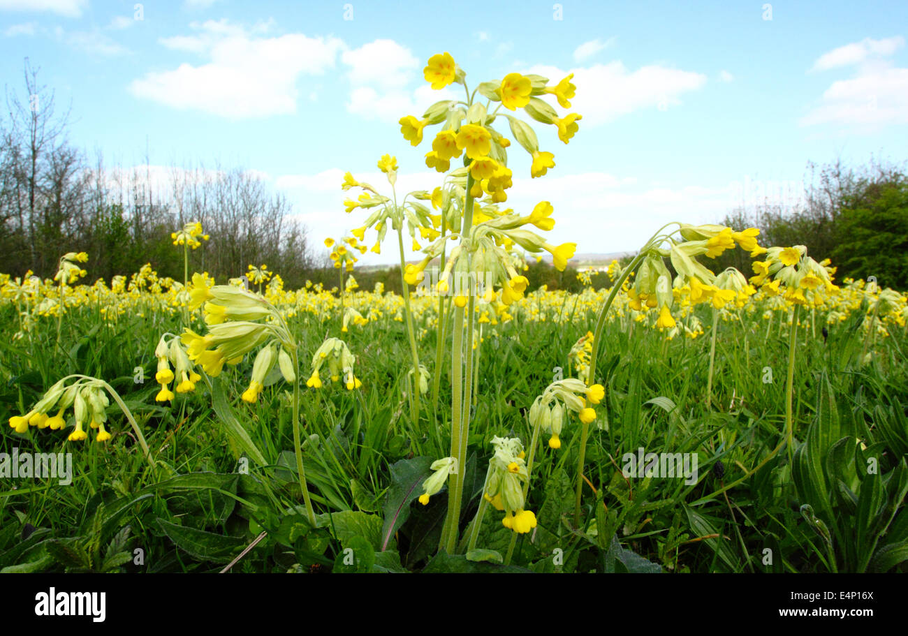 Schlüsselblumen (Primula Veris) blühen in einer englischen Wiese, Derbyshire, UK Stockfoto