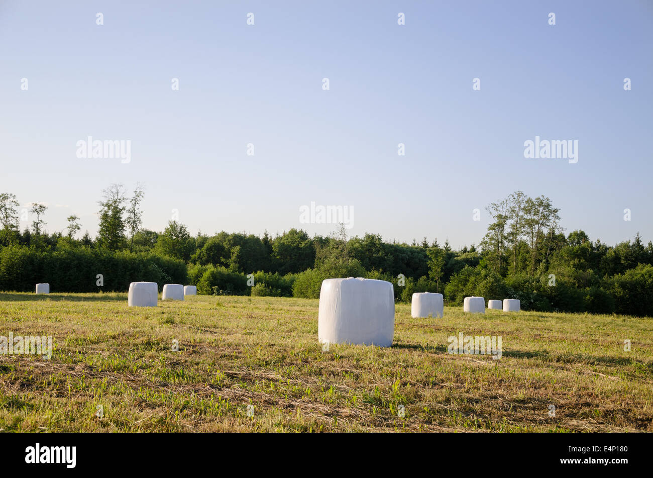 Polyäthylen eingewickelt Rasen Ballen Heu Futter für die Tiere auf geernteten Wiese in der Nähe von Wald. Stockfoto