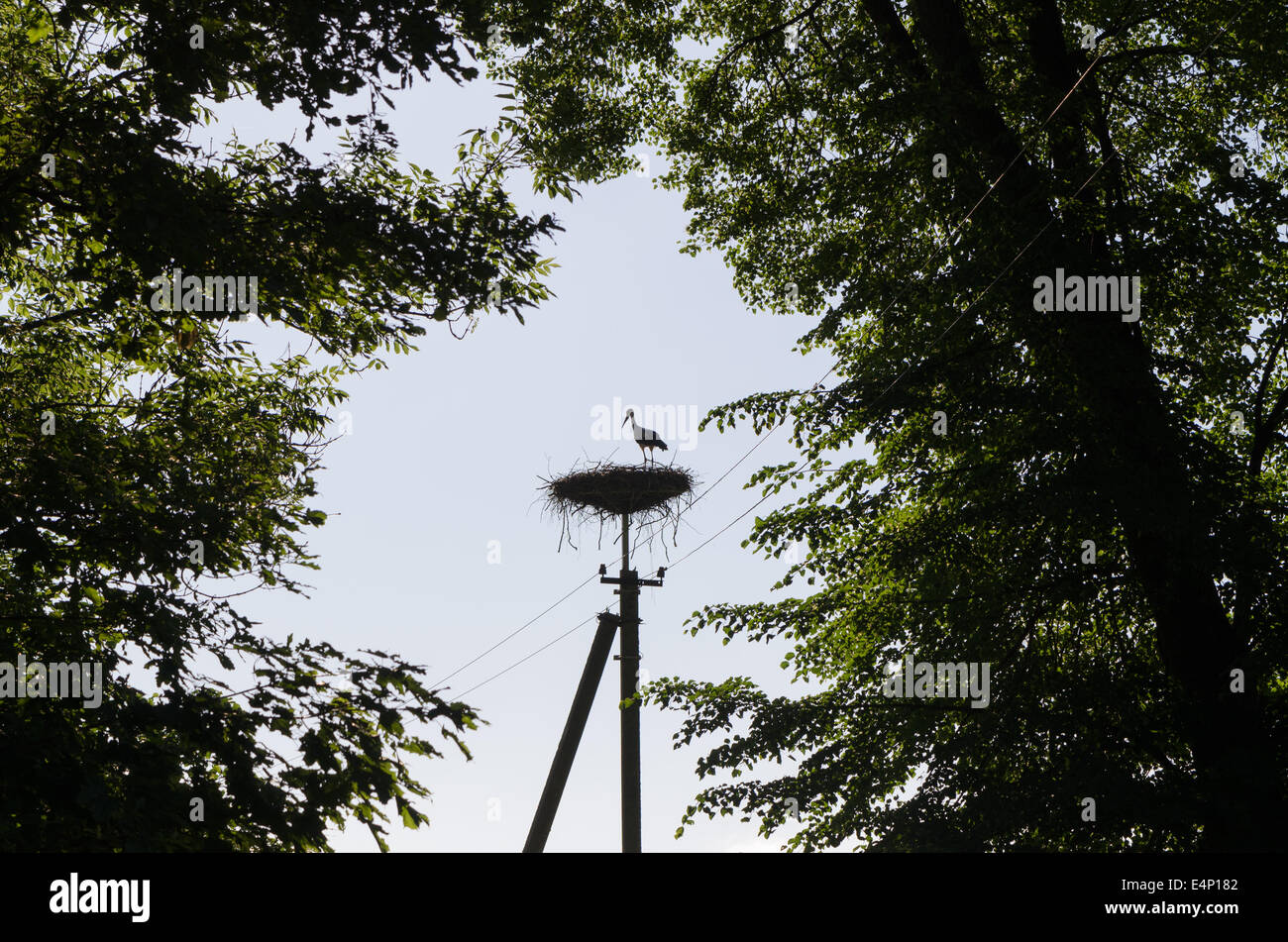 Dunkle Storch Vogel im Nest auf elektrische Pole umgeben von Ästen Silhouette. Stockfoto