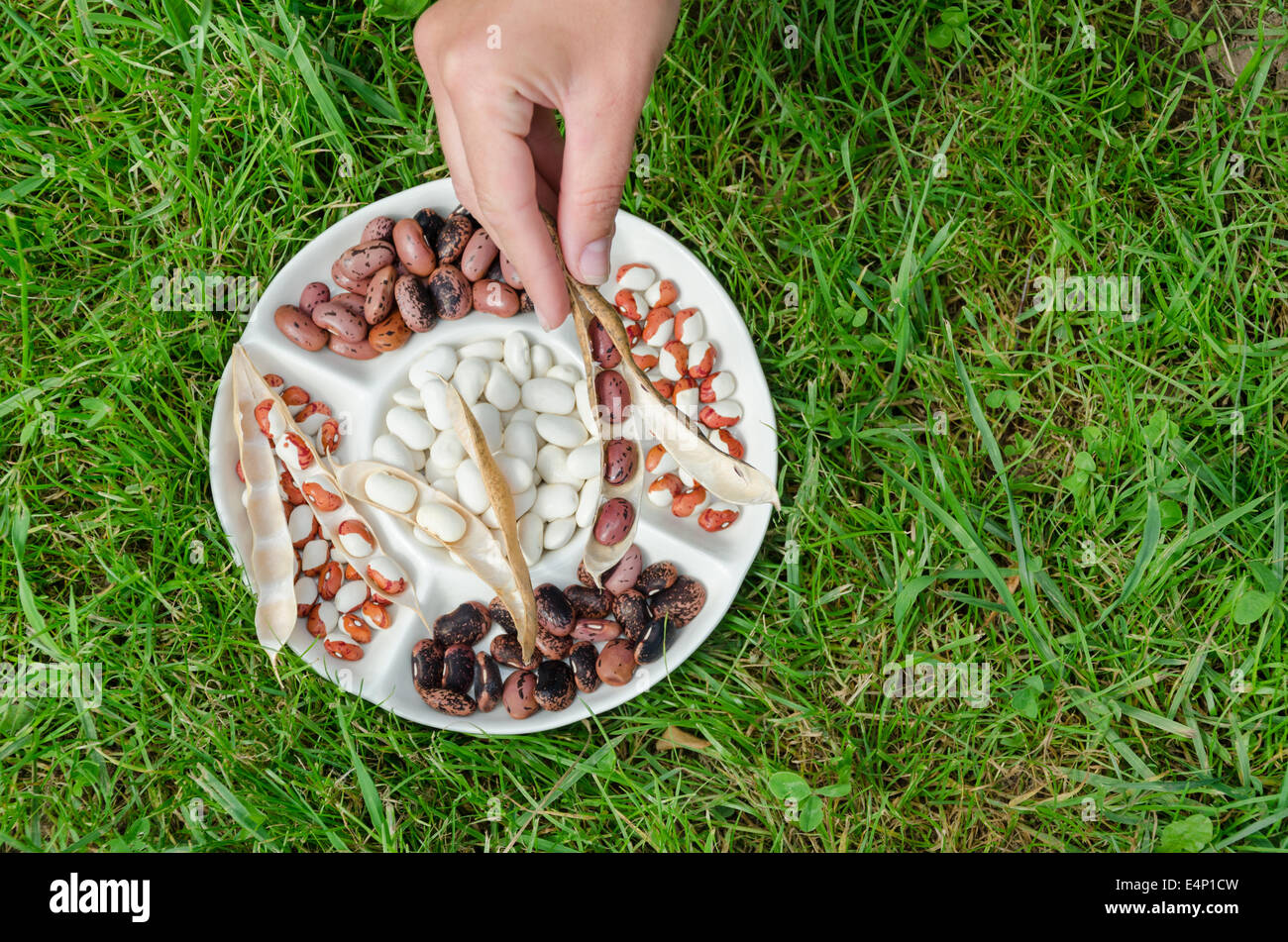 Frau Hand halten getrocknete Bohnen Pod über die Platte mit farbigen Bohnen auf der grünen Wiese Hintergrund Stockfoto