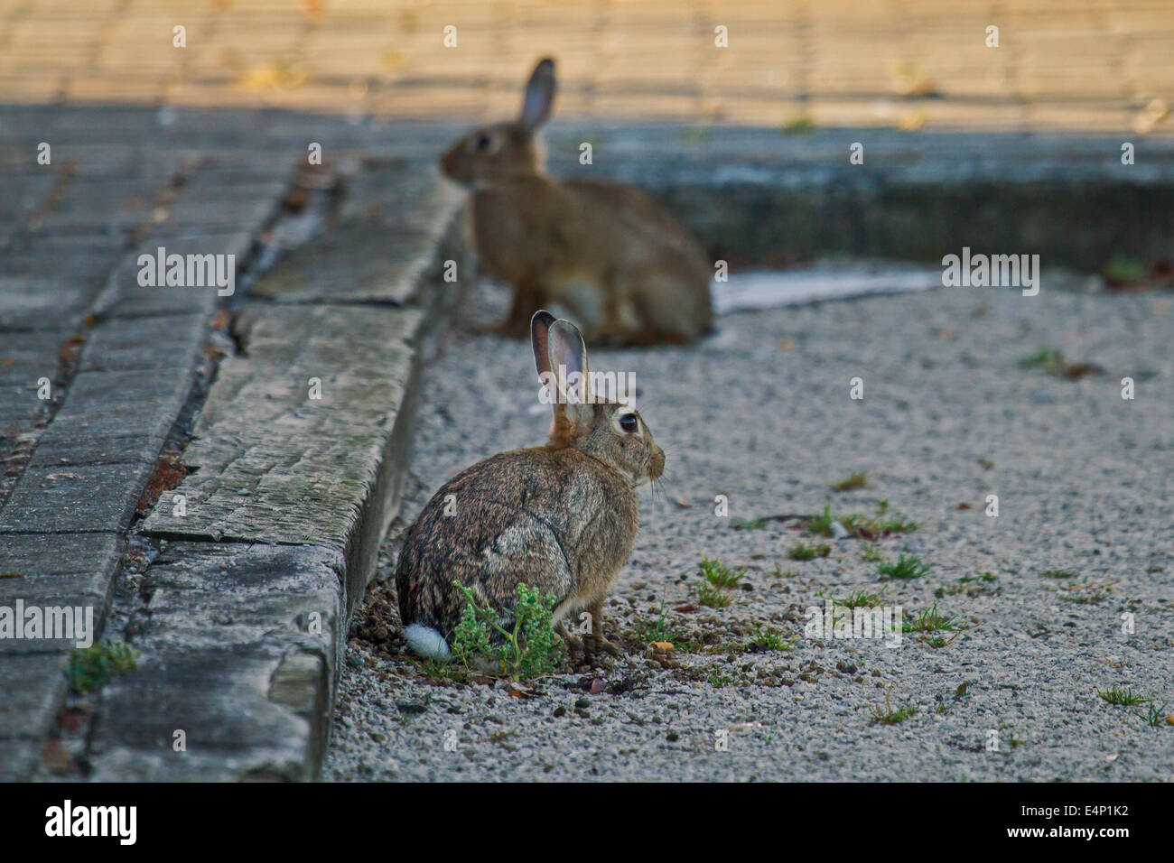 Zwei europäische Kaninchen / gemeinsame Kaninchen (Oryctolagus Cuniculus) sitzen auf der Straße Stockfoto