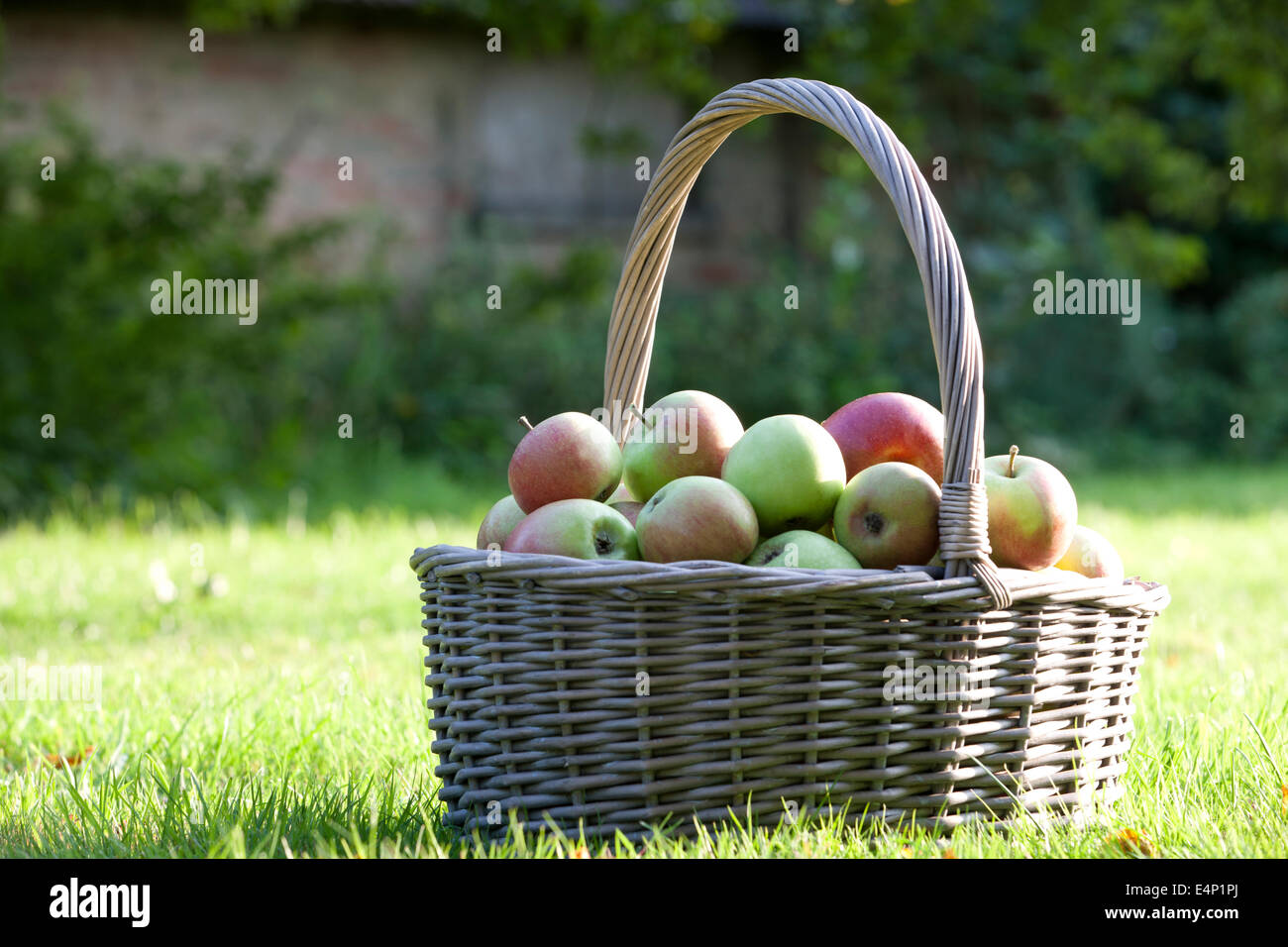 Einen Korb mit Äpfeln auf dem Rasen Stockfoto