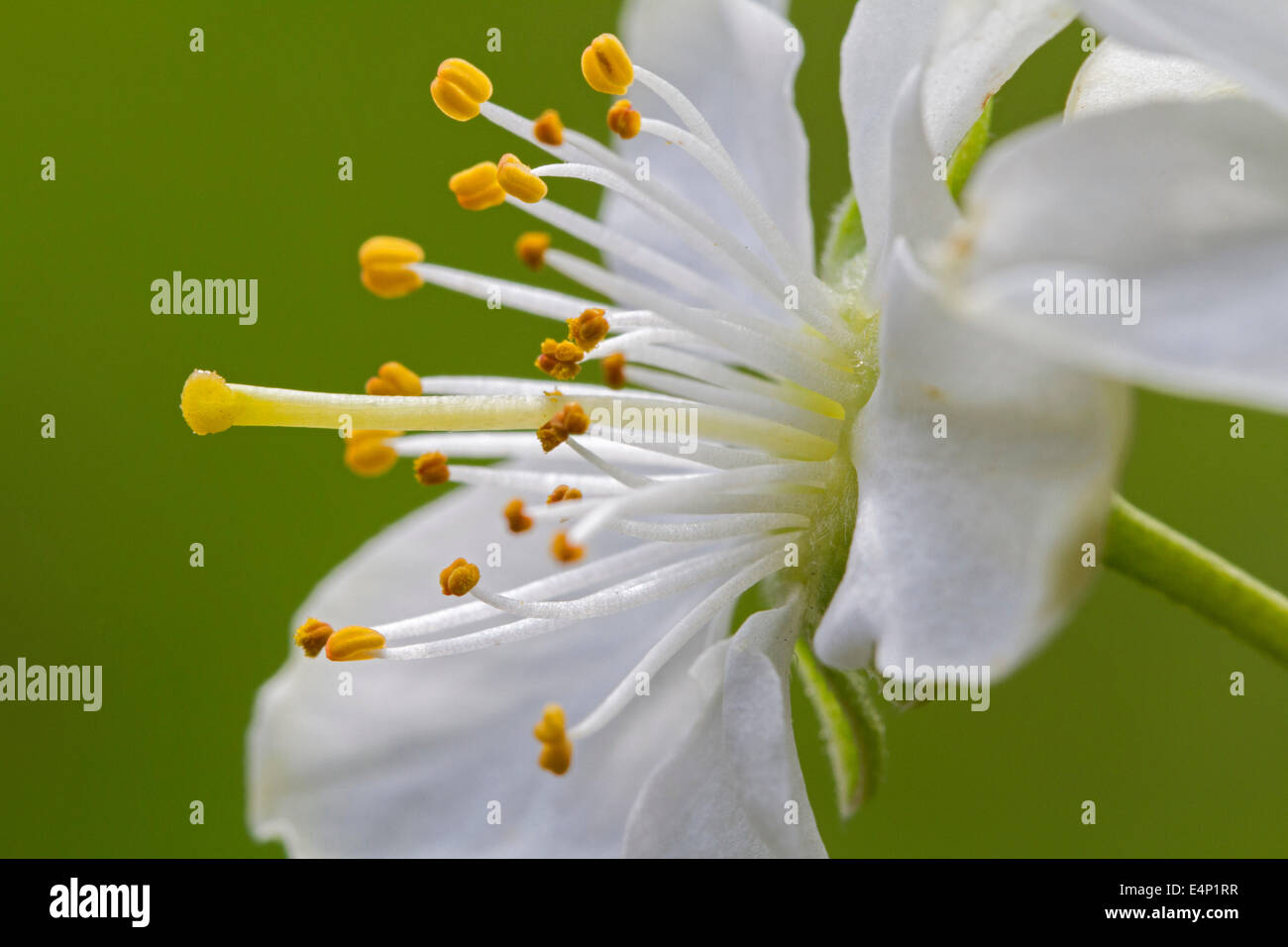 Staubgefäße und Stempel der weiße Blume des blühenden Pflaumenbaum (Prunus Domestica / Prunus × Domestica) Stockfoto