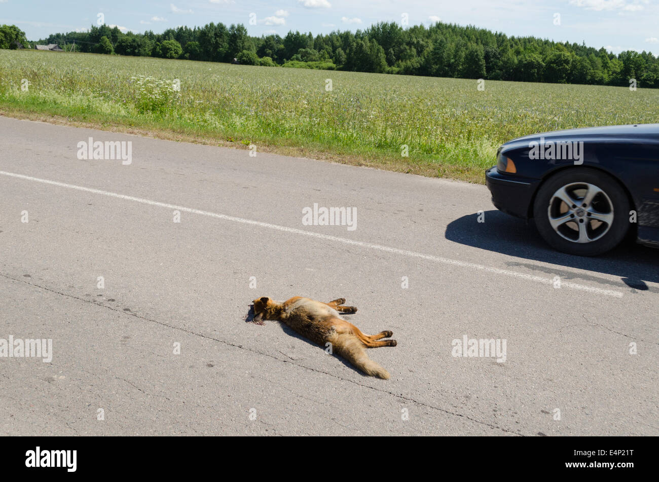 Auto getötet Toten Fuchs Tierkörper Lay und Auto fahren auf ländlichen Asphaltstraße vorbei. Stockfoto