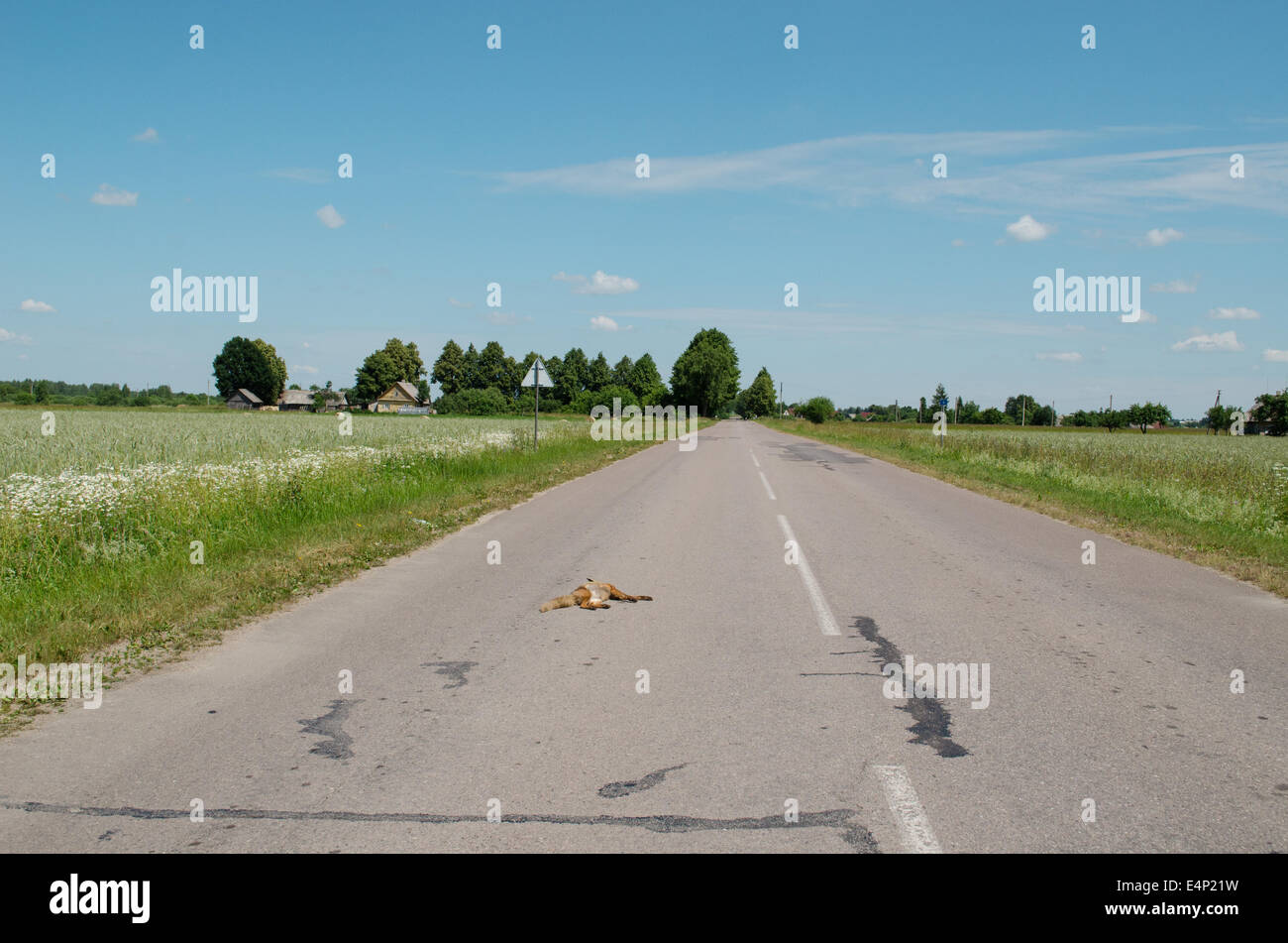 Auto getötet Toten Fuchs tierischen Körper lag auf Landstraße. Stockfoto