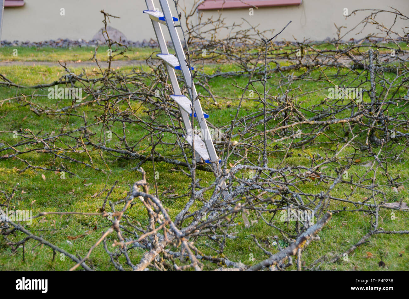 Metallleiter Stand auf dem Hof zwischen moosigen trockenen Äste, Frühling Gartenarbeit Stockfoto