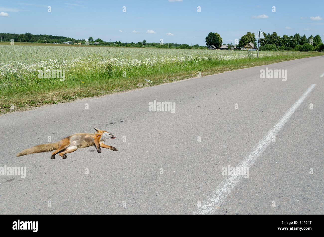 Auto getötet Toten Fuchs tierischen Körper lag auf ländlichen Asphaltstraße. Stockfoto