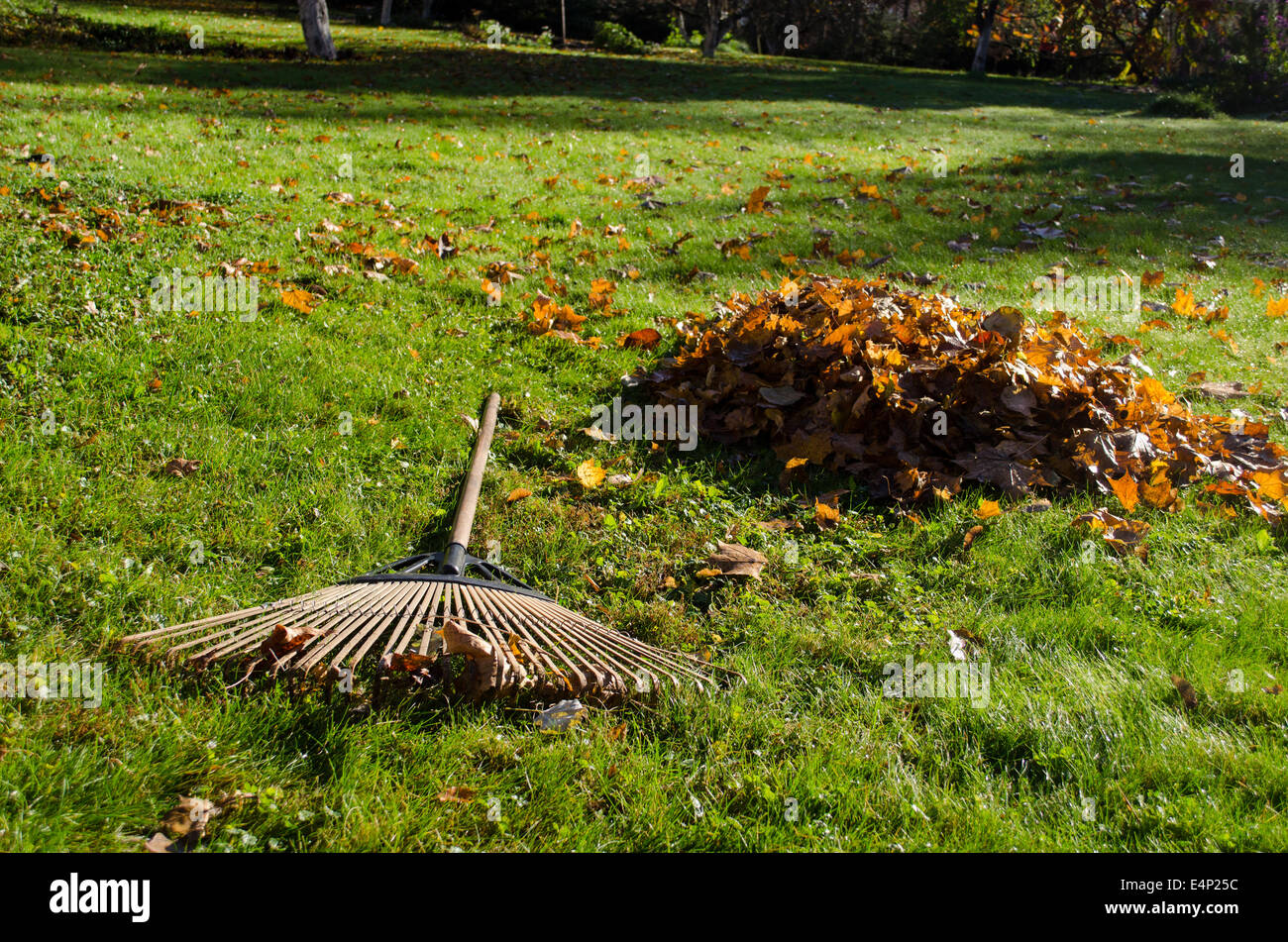 große Rechen liegen neben haufenweise Herbst Blätter in Hof Stockfoto