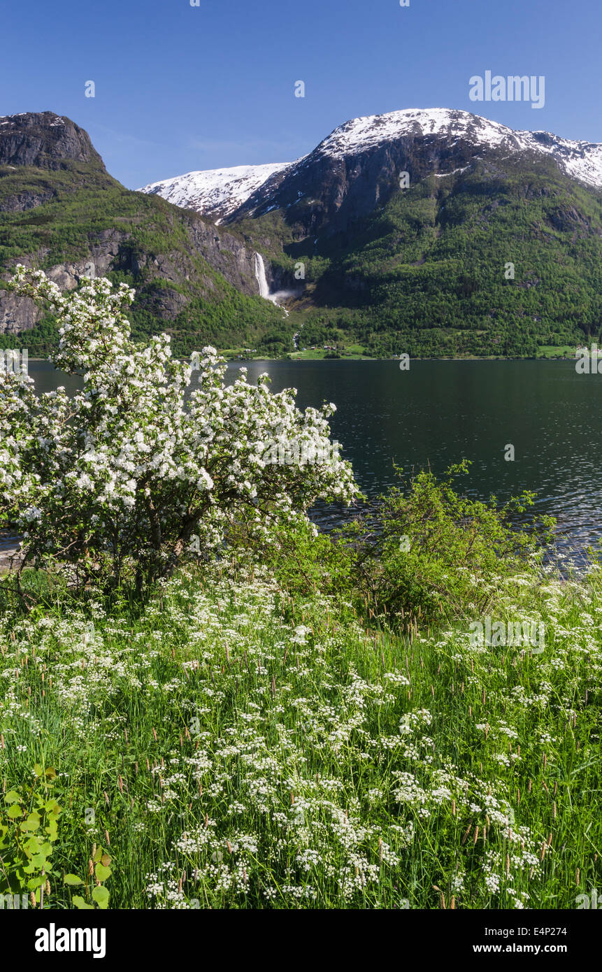 Apfelbluete, Lustrafjord, Glanz, Sogn Og Fjordane Fylke, Norwegen Stockfoto