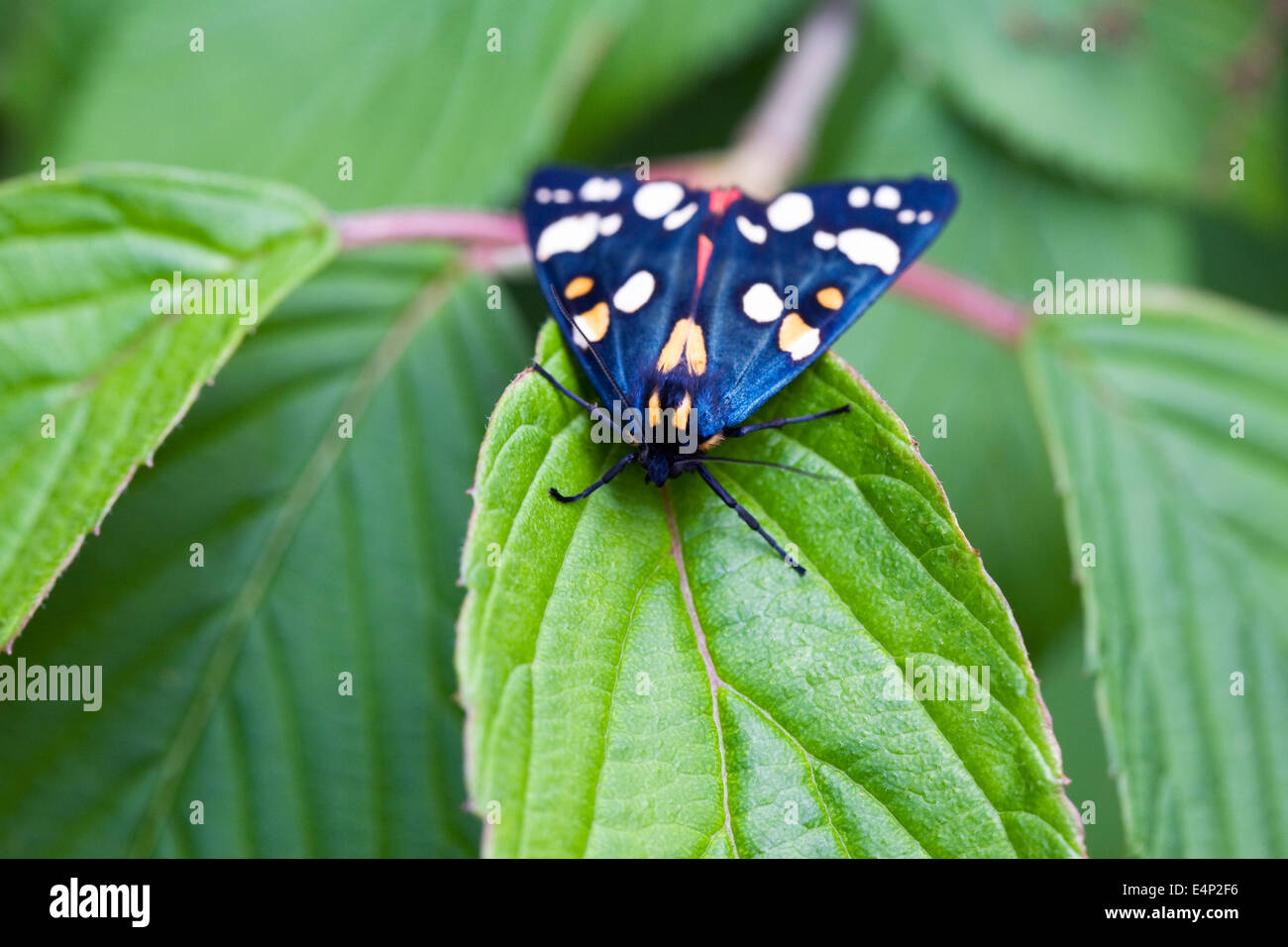 Art Dominula Motte auf Hortensie Blätter. Scharlachrote Tiger Moth. Stockfoto