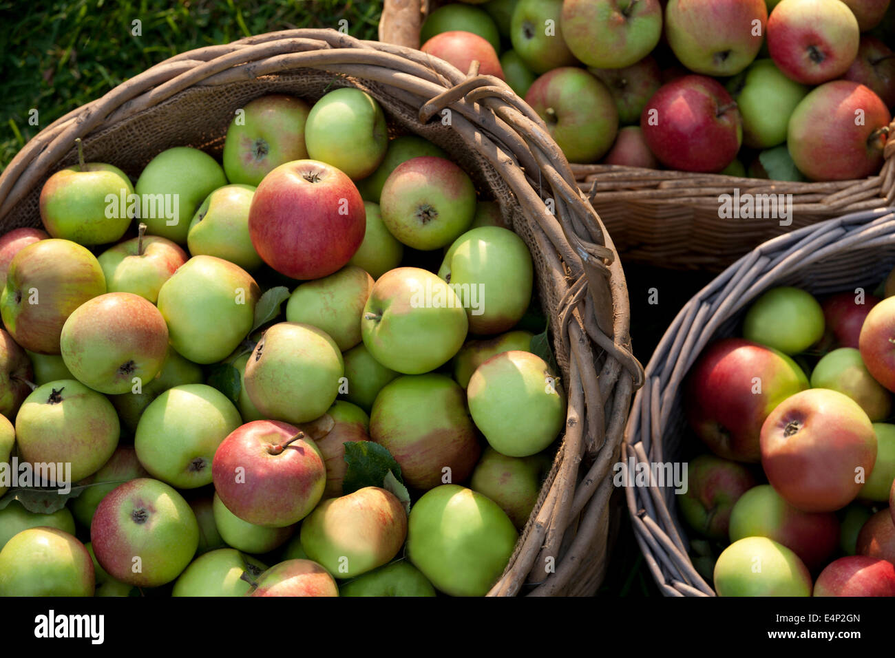Körbe voller Äpfel, beschnitten Stockfoto