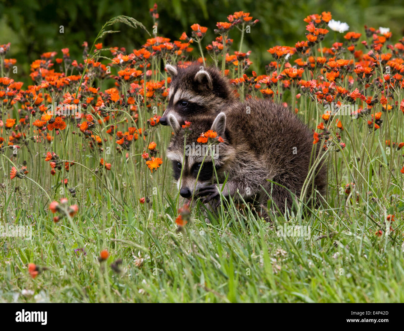 Zwei Baby-Waschbären an Wildblumen spielen Stockfoto