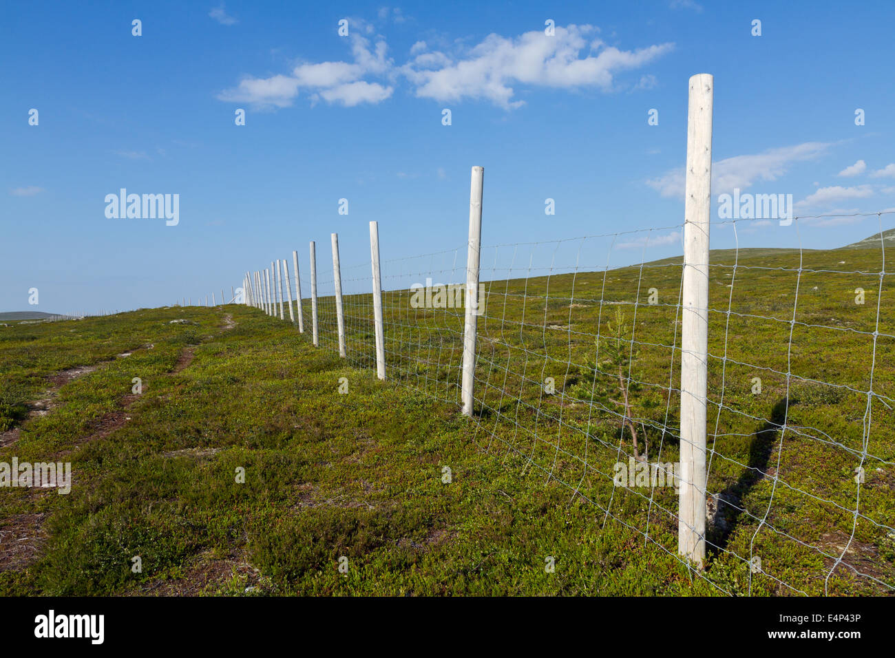Zaun, Rentierherden in den schwedischen und norwegischen Bergen zu trennen Stockfoto