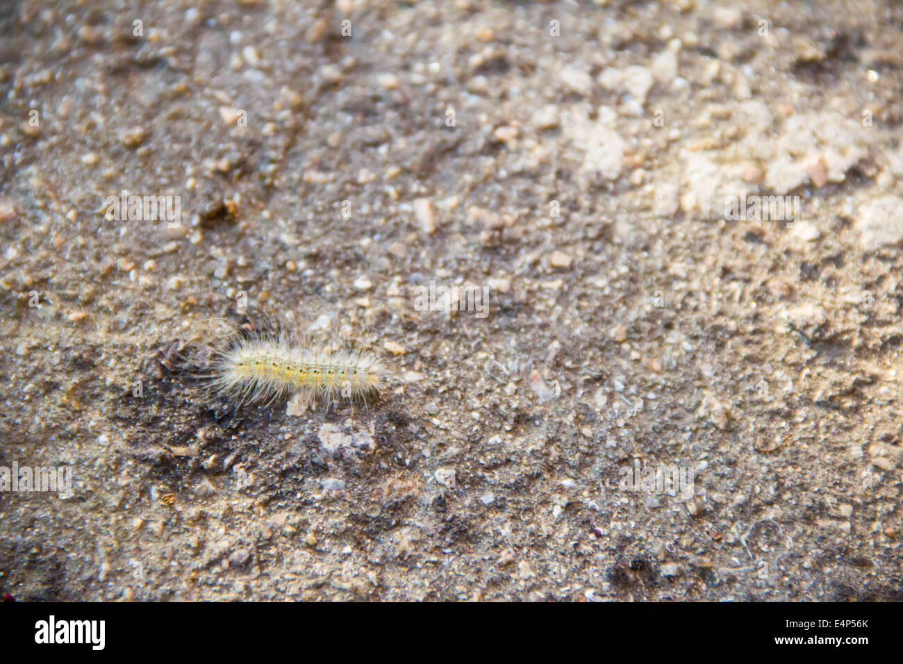 Caterpillar Stockfoto